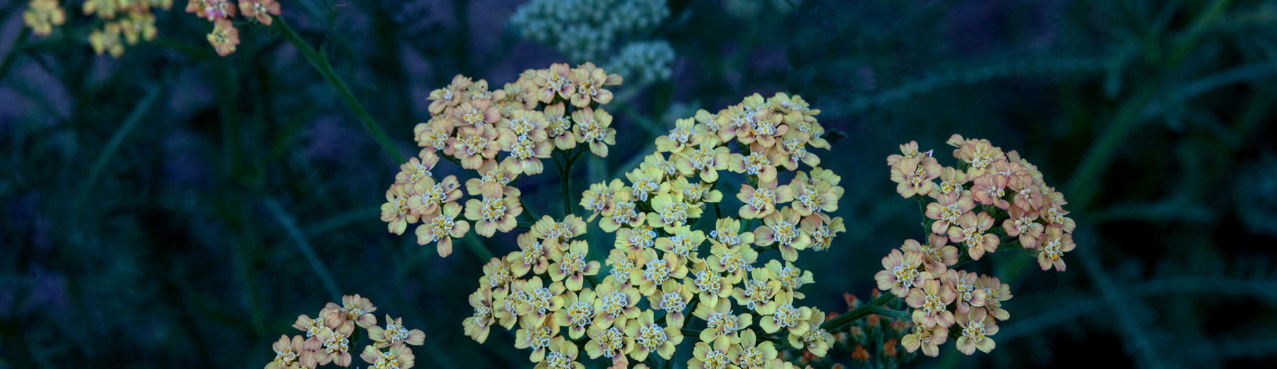 FLORA_08_WEB
