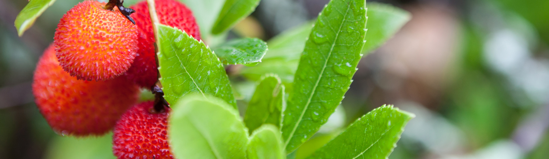 GARDEN_58_WEB