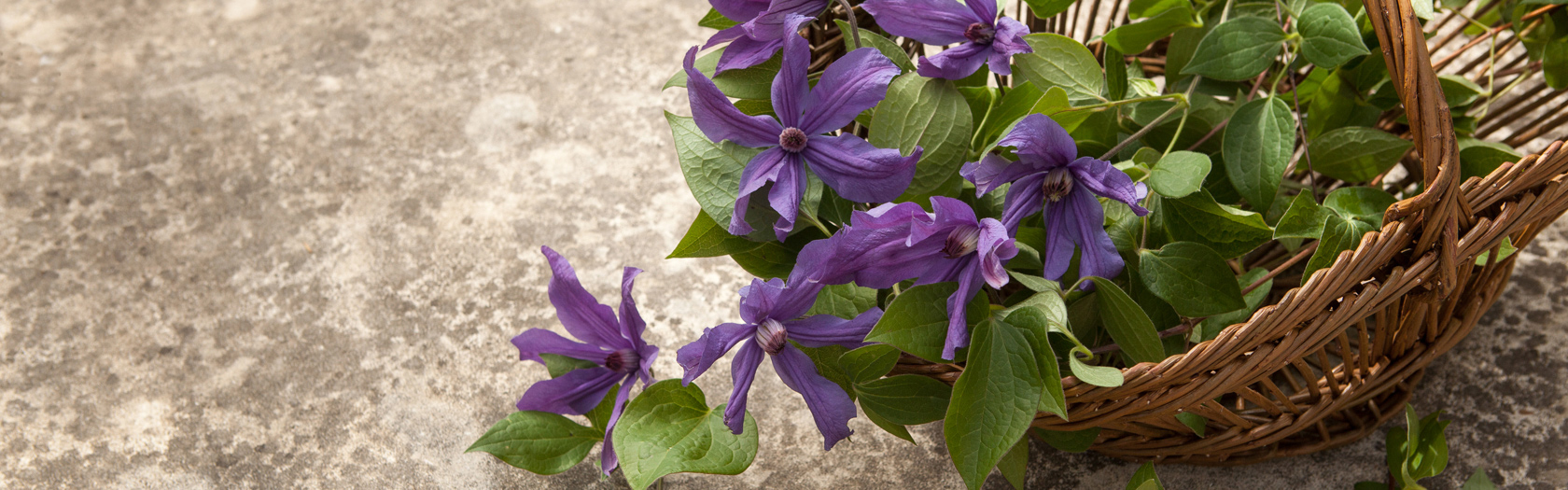 GARDEN_59_WEB